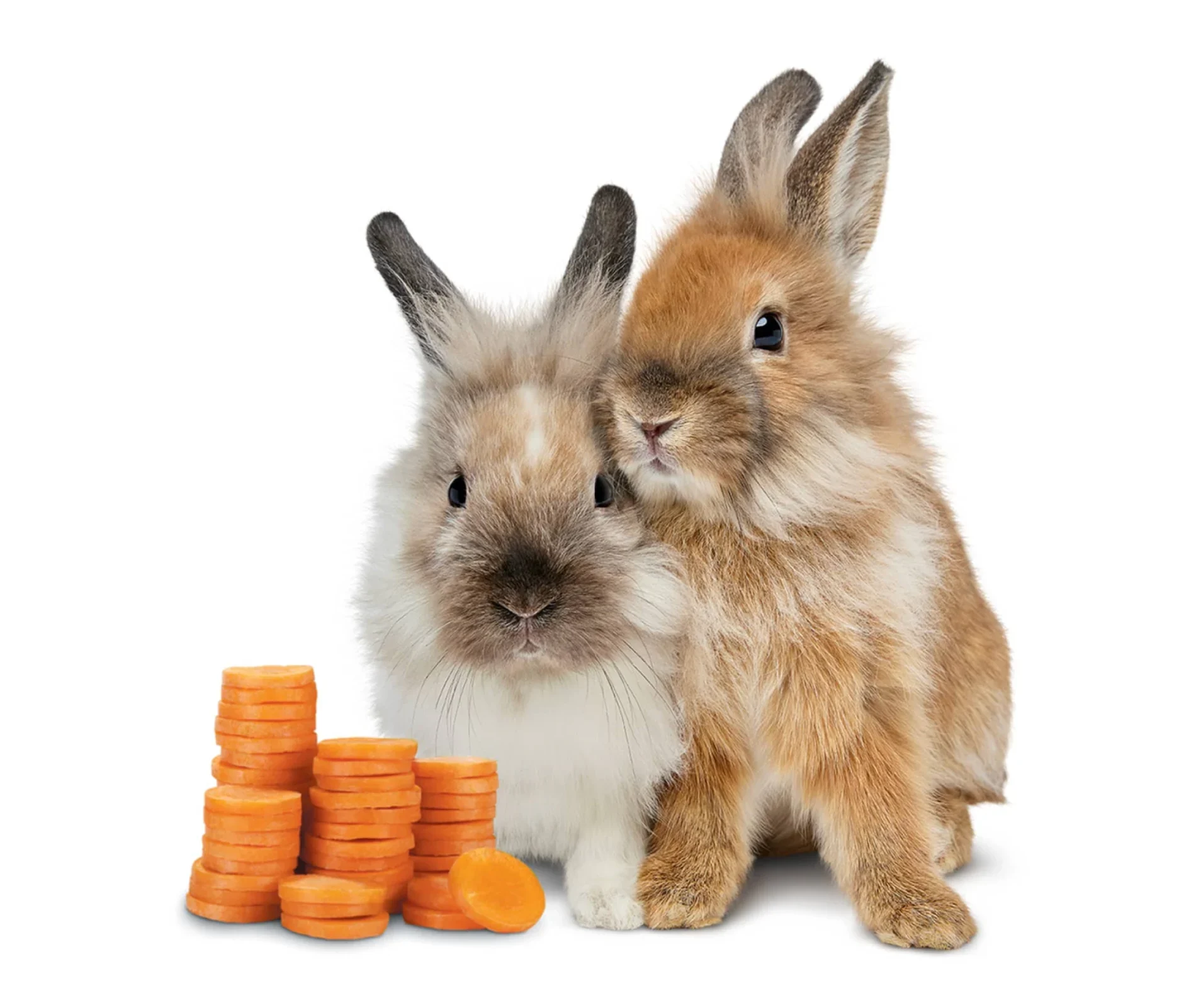 Two TELUS bunnies standing beside a stack of coins.