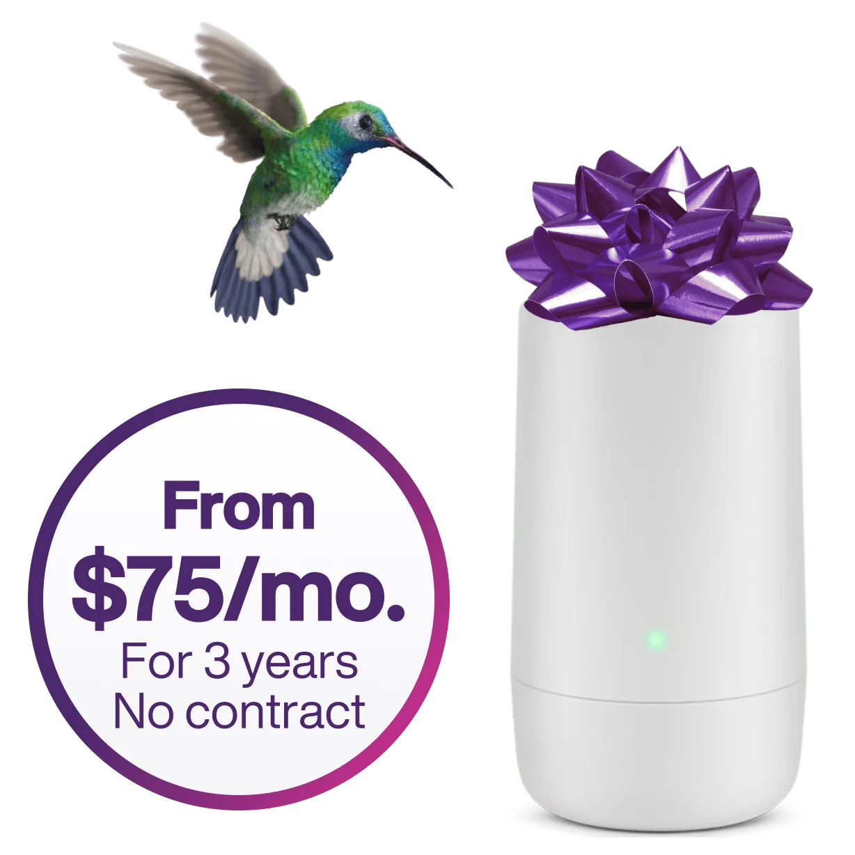 A hummingbird hovering over a TELUS modem. The modem has a purple bow on top of it. A sticker on the left reads: From $75/mo. for 3 years. No contract.
