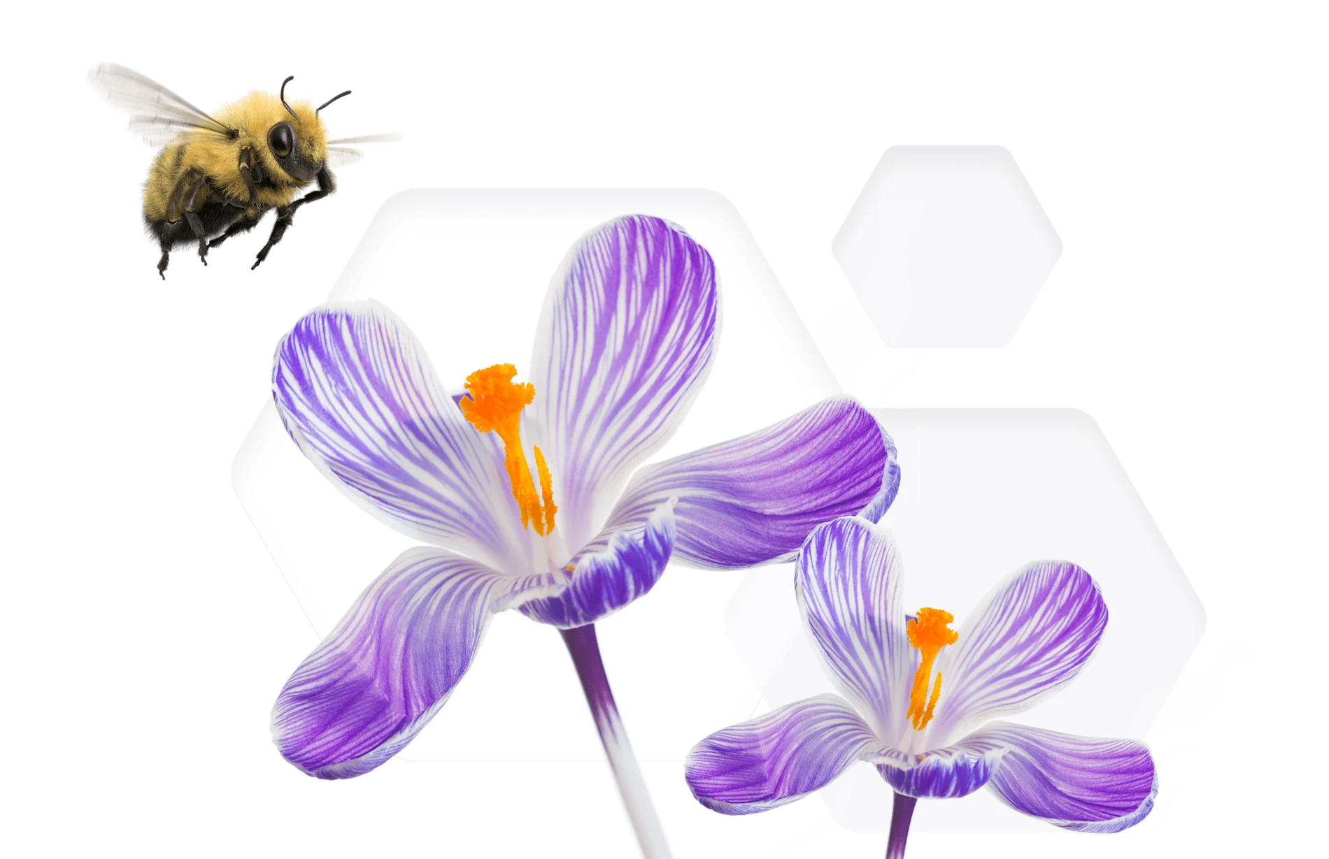A bee flying next to a purple and white flower.