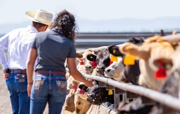 Team members looking at a feedlot bunk