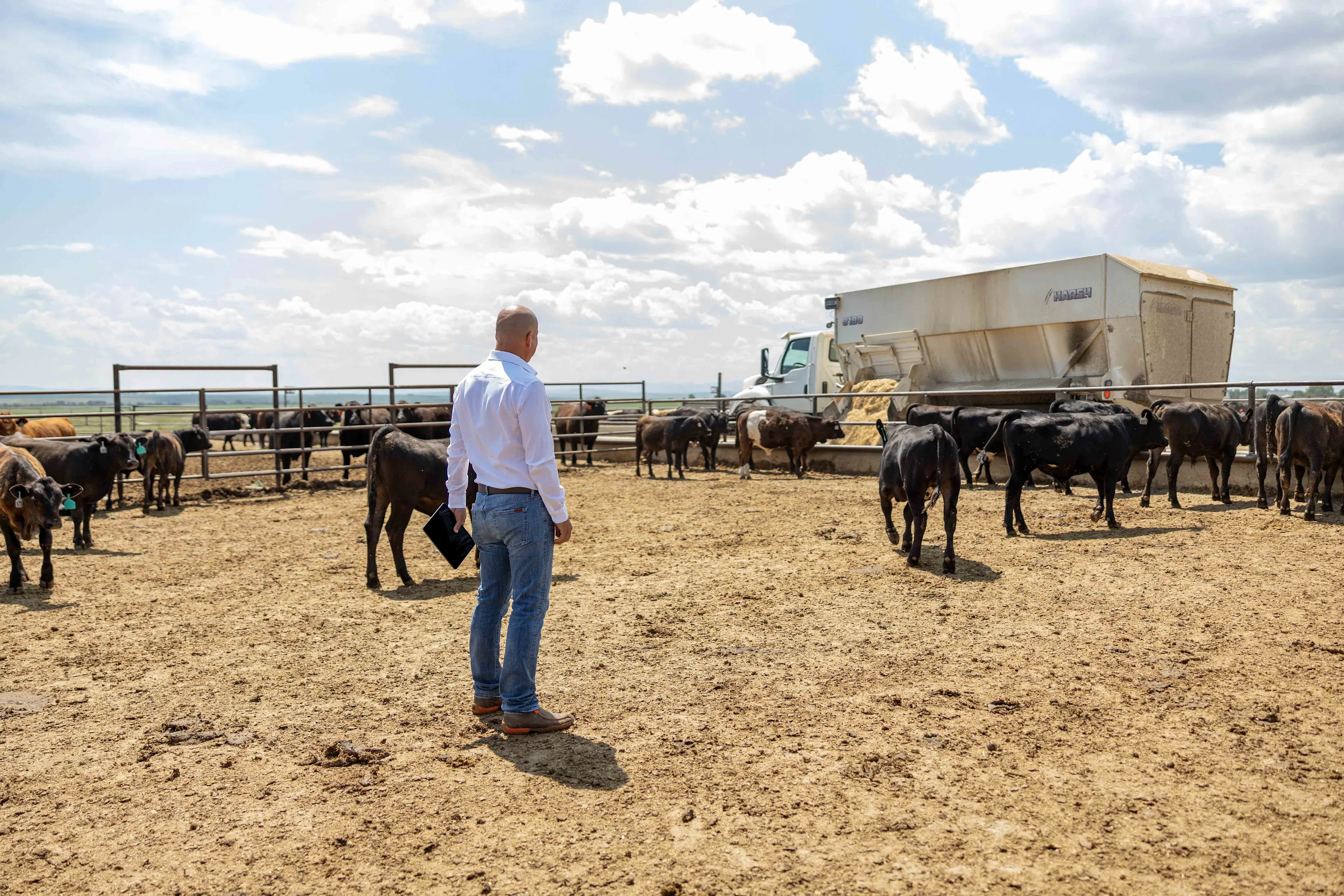 Team member evaluating feedlot cattle